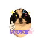 狆 ココ2（個別スタンプ：7）