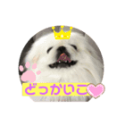 ペキニーズ ナッツ2（個別スタンプ：1）
