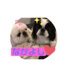 ペキニーズ ナッツ2（個別スタンプ：6）