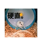 ハムスターのこむぎさん（個別スタンプ：2）