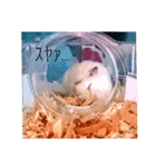 ハムスターのこむぎさん（個別スタンプ：8）