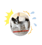 愛犬キロ君（個別スタンプ：1）