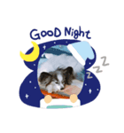 愛犬キロ君（個別スタンプ：2）