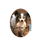 愛犬キロ君（個別スタンプ：3）