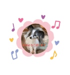 愛犬キロ君（個別スタンプ：5）