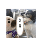 愛犬キロ君（個別スタンプ：6）