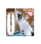 愛犬キロ君（個別スタンプ：7）