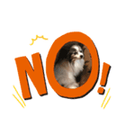 愛犬キロ君（個別スタンプ：8）