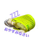 岩崎ちくわ（個別スタンプ：1）