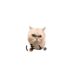 にゃんこ達①（個別スタンプ：6）