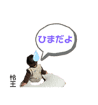 怜王スタンプ0（個別スタンプ：3）