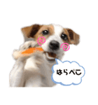 ラスクの日常❤︎（個別スタンプ：2）