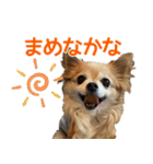 おちゅりはるまカローラの飛騨弁スタンプ（個別スタンプ：1）