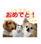 おちゅりはるまカローラの飛騨弁スタンプ（個別スタンプ：13）