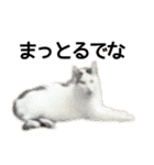 おちゅりはるまカローラの飛騨弁スタンプ（個別スタンプ：18）