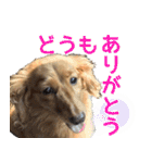おちゅりはるまカローラの飛騨弁スタンプ（個別スタンプ：22）