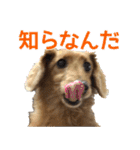 おちゅりはるまカローラの飛騨弁スタンプ（個別スタンプ：33）