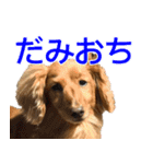 おちゅりはるまカローラの飛騨弁スタンプ（個別スタンプ：36）
