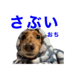 おちゅりはるまカローラの飛騨弁スタンプ（個別スタンプ：37）