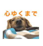 おちゅりはるまカローラの飛騨弁スタンプ（個別スタンプ：39）