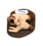 ポンズのスタンプ（個別スタンプ：8）