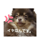 ふぇいたん（個別スタンプ：4）