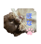 ふぇいたん（個別スタンプ：8）