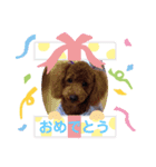 トイプーめいぷる②（個別スタンプ：4）