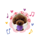 トイプーめいぷる②（個別スタンプ：8）