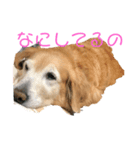 ほんわかゴールデンレトリバースタンプ（個別スタンプ：1）
