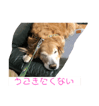 ほんわかゴールデンレトリバースタンプ（個別スタンプ：2）