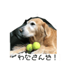 ほんわかゴールデンレトリバースタンプ（個別スタンプ：5）
