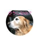 ほんわかゴールデンレトリバースタンプ（個別スタンプ：6）