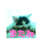 こむみるすたんぷ その2（個別スタンプ：1）