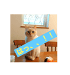 こむみるすたんぷ その2（個別スタンプ：3）