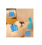 こむみるすたんぷ その2（個別スタンプ：4）