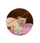 こむみるすたんぷ その2（個別スタンプ：6）