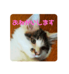 こむみるすたんぷ その2（個別スタンプ：7）