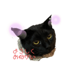 黒猫みぃちゃんのスタンプ2（個別スタンプ：1）