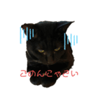 黒猫みぃちゃんのスタンプ2（個別スタンプ：3）