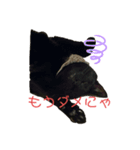 黒猫みぃちゃんのスタンプ2（個別スタンプ：6）