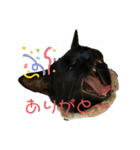 黒猫みぃちゃんのスタンプ2（個別スタンプ：8）