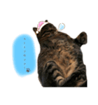 猫の夢（個別スタンプ：1）