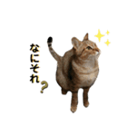 猫の夢（個別スタンプ：3）