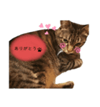 猫の夢（個別スタンプ：4）