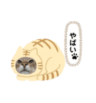 猫の夢（個別スタンプ：5）
