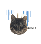 猫の夢（個別スタンプ：6）