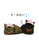猫の夢（個別スタンプ：8）