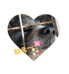 秋田犬 天然（個別スタンプ：1）