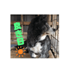 秋田犬 天然（個別スタンプ：5）